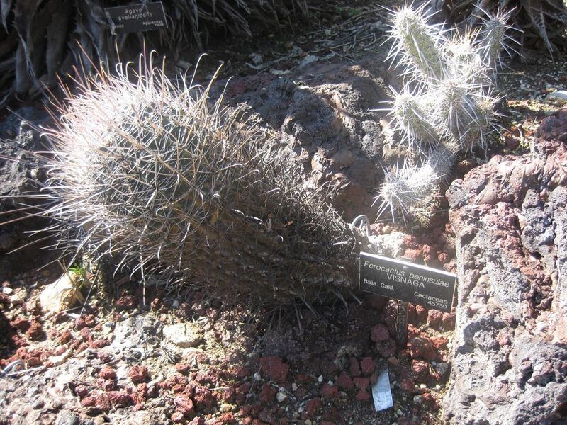 File:1280px-IMG 2421 hunt0903.jpg