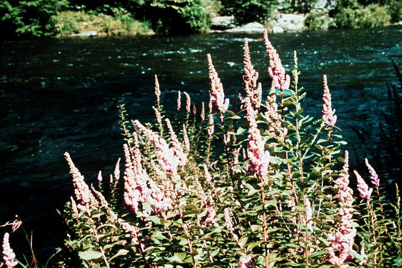 File:1280px-Spiraea tomentosa.jpg