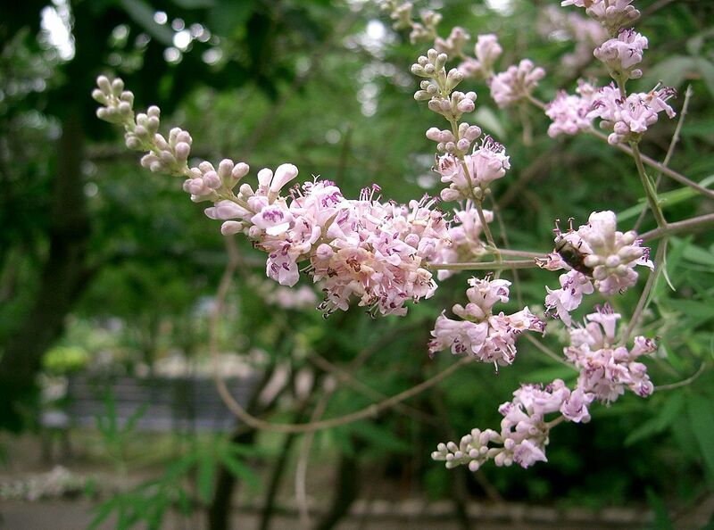 File:1280px-Vitex agnus-castus1.jpg