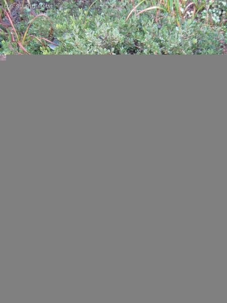 File:20080928145157!Arctostaphylos hookeri-ssp.franciscana-IMG 7885 sfbg0308.jpg