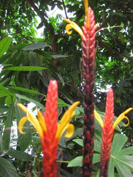 File:576px-IMG 1701 hunt09oct.jpg