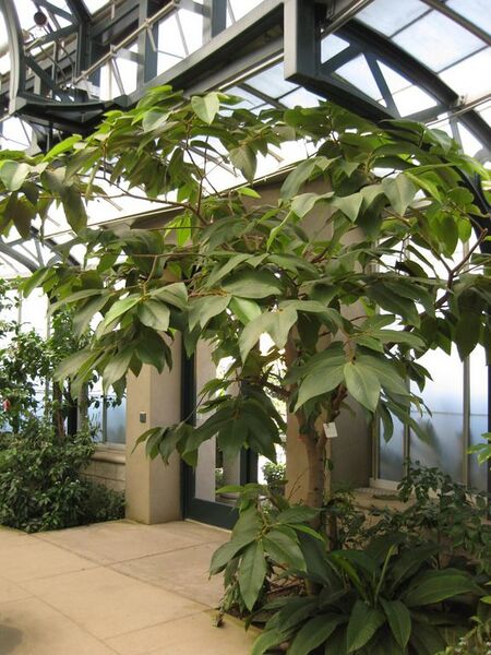 File:576px-IMG 1786 hunt09oct.jpg