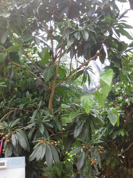 File:576px-IMG 1825 hunt09oct.jpg