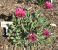 African Daisy (Artotis)