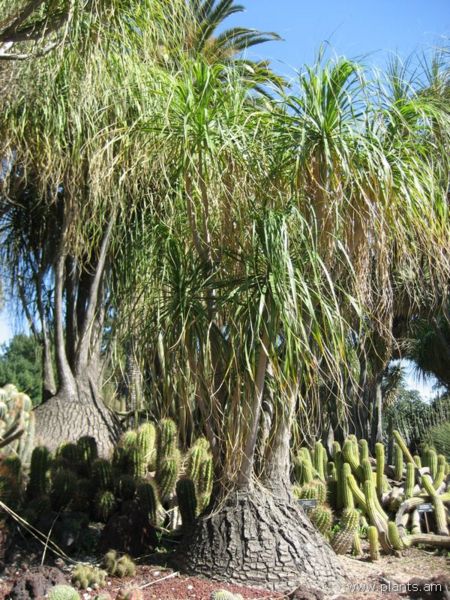 File:Beaucarnea recurvata-pony tail palm-IMG 0451 hunt07.jpg