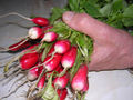 Thumbnail for version as of 03:05, 10 May 2007