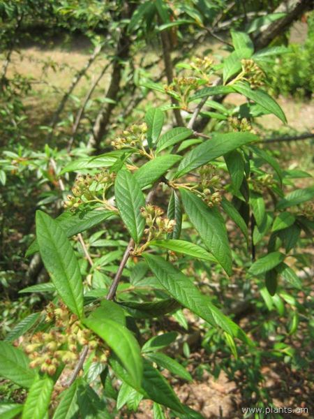 File:Cotoneaster frigida-aldhamensis-IMG 3001 lokrun.jpg