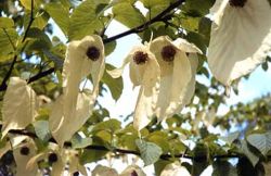 Dove tree in flower a species in Nyssaceae