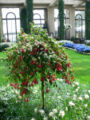 Fuchsia x hybrida, grafted standard specimen