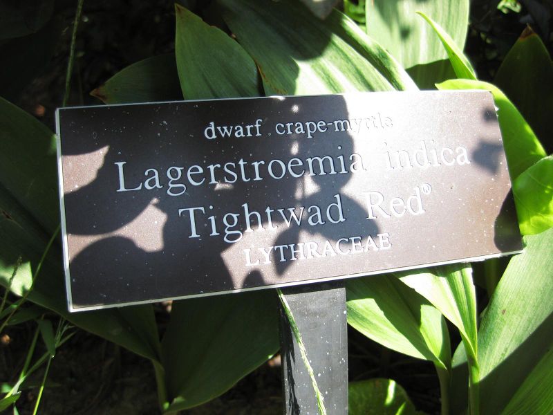 File:IMG 0311 nybg09.jpg