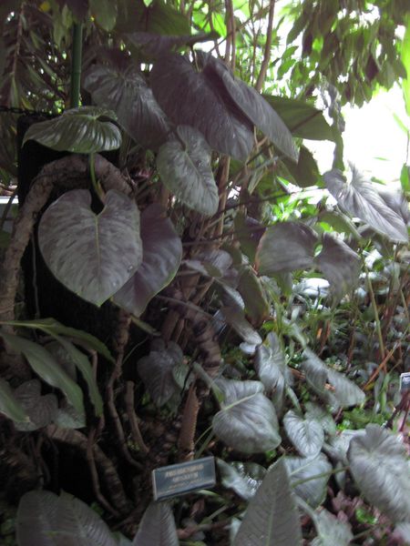 File:IMG 1141 bbg09.jpg