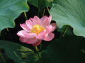 Sacred Lotus
