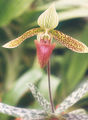 Thumbnail for version as of 10:30, 22 July 2007