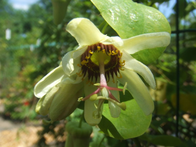 File:Passiflora yucatanensis2.jpg