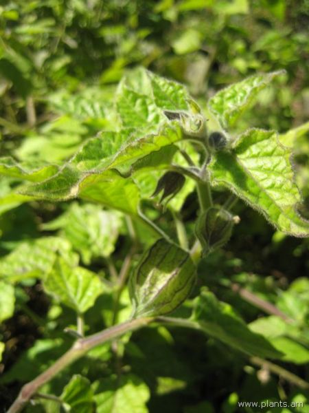 File:Physalis peruviana-peruvian groundcherry-IMG 7745 sfbg0308.jpg