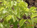 Thumbnail for version as of 04:04, 31 December 2009