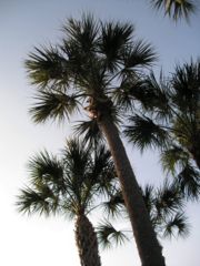 Sabal palmetto