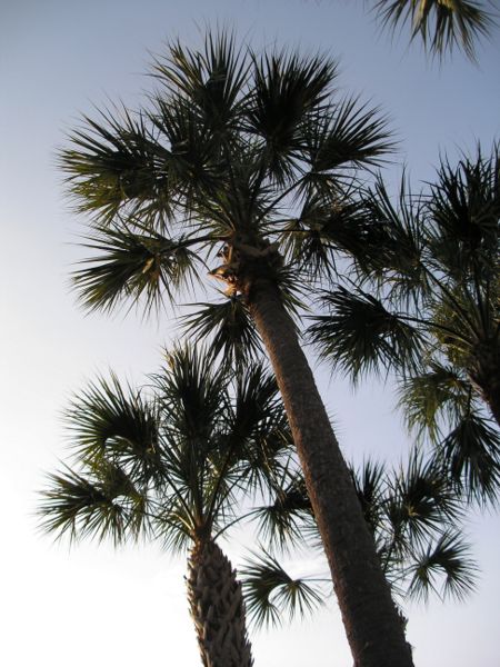 File:SabalPalm.jpg
