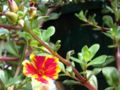 Wingpod purslane cv. 'wildfire'
