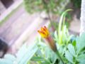 Tagetes-flower grow