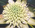 A white waratah cultivar