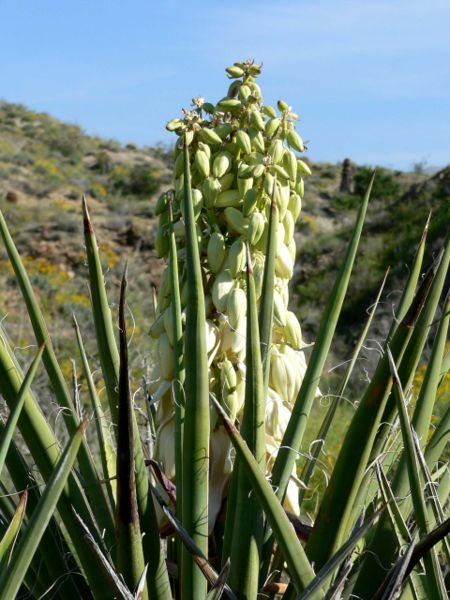 File:Yucca schidigera blooming.jpg