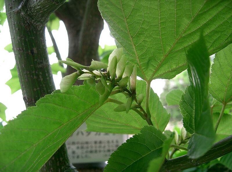 File:1024px-Acer rufinerve6.jpg