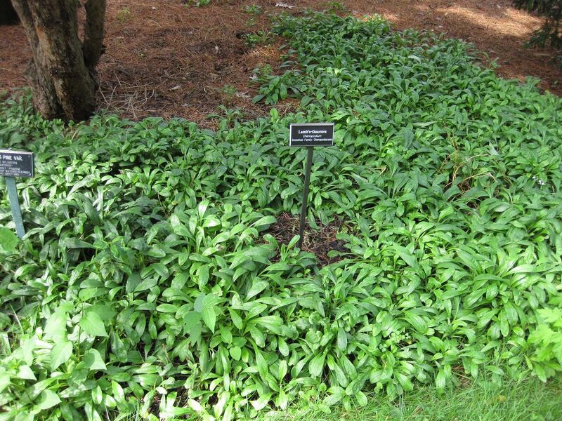 File:1280px-IMG 0687 bbg09.jpg