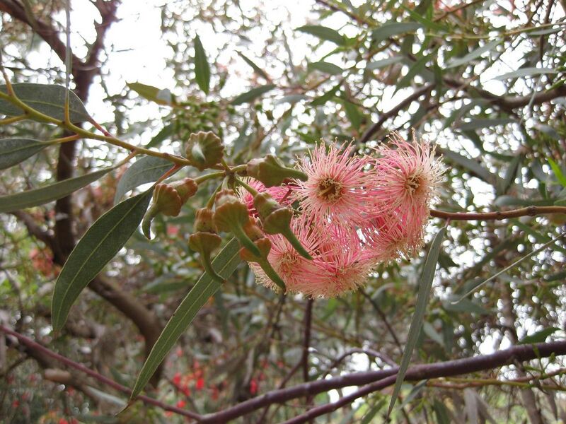 File:1280px-IMG 4850 hunt0904.jpg