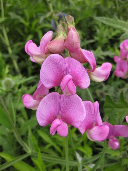 File:576px-IMG 6876 hunt09jun.jpg