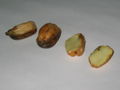 Thumbnail for version as of 10:01, 5 May 2007