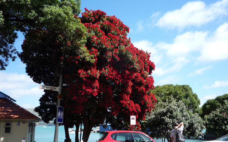 File:Akaroa Pohutukawa.jpg