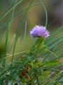 Close-up of a flower