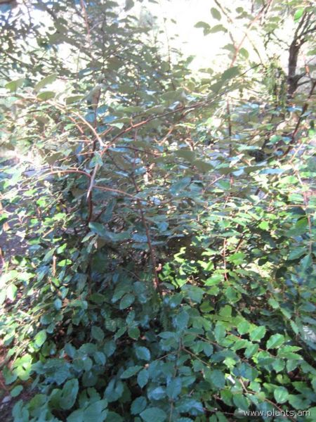 File:Elaeagnus-sp.-IMG 7845 sfbg0308.jpg