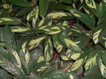 Thumbnail for version as of 05:06, 23 August 2007