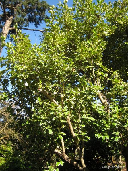 File:Griselinia littoralis-new zealand privet-IMG 7923 sfbg0308.jpg