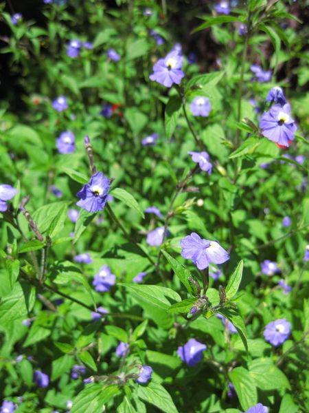 File:IMG 0138 nybg09.jpg