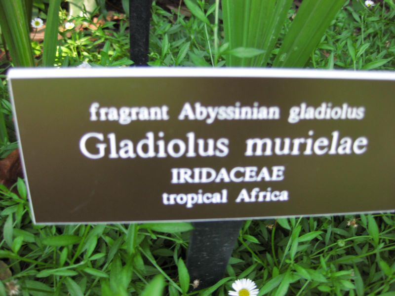 File:IMG 0300 nybg09.jpg