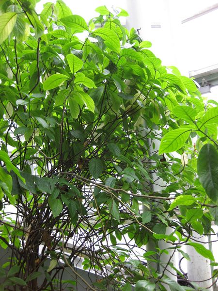 File:IMG 1186 bbg09.jpg