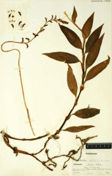 Kreodanthus elatus (from : "Swiss Orchid Foundation at the Herbarium Jany Renz")