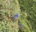 Thumbnail for version as of 04:55, 14 September 2007
