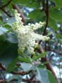 Arbutus menziesii—flowers