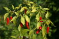 Thai peppers