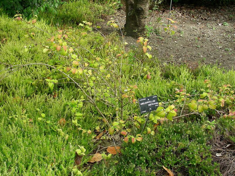 File:1024px-Abeliophyllum-distichum.jpg