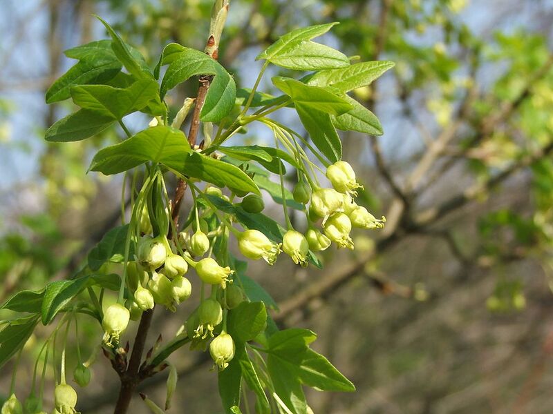 File:1024px-Acer monspessulanum subsp turcomanicum flower.jpg