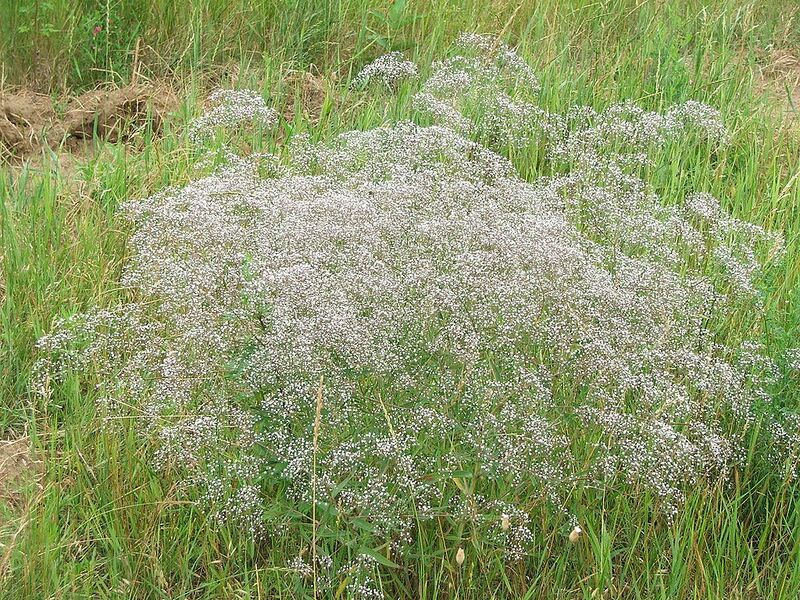 File:1024px-Gypsophila paniculata.jpg