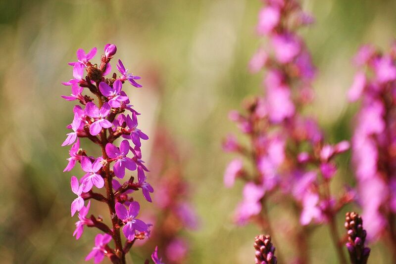 File:1024px-Stylidium graminifolium flower spike.jpg