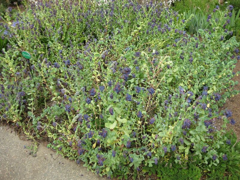 File:1280px-IMG 5191 hunt0904.jpg