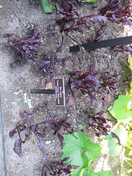 File:576px-IMG 0386 nybg09.jpg