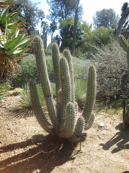 File:576px-IMG 2390 hunt0903.jpg